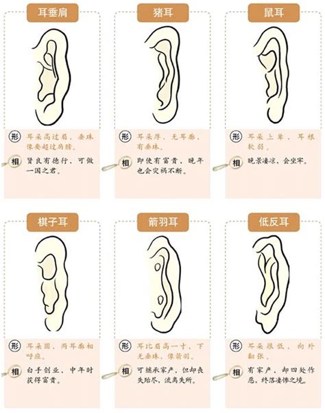 耳骨 面相|面相耳朵图解【最详细版】 – 杨易德全集官网